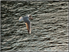 foto Lungo il Fiume Brenta